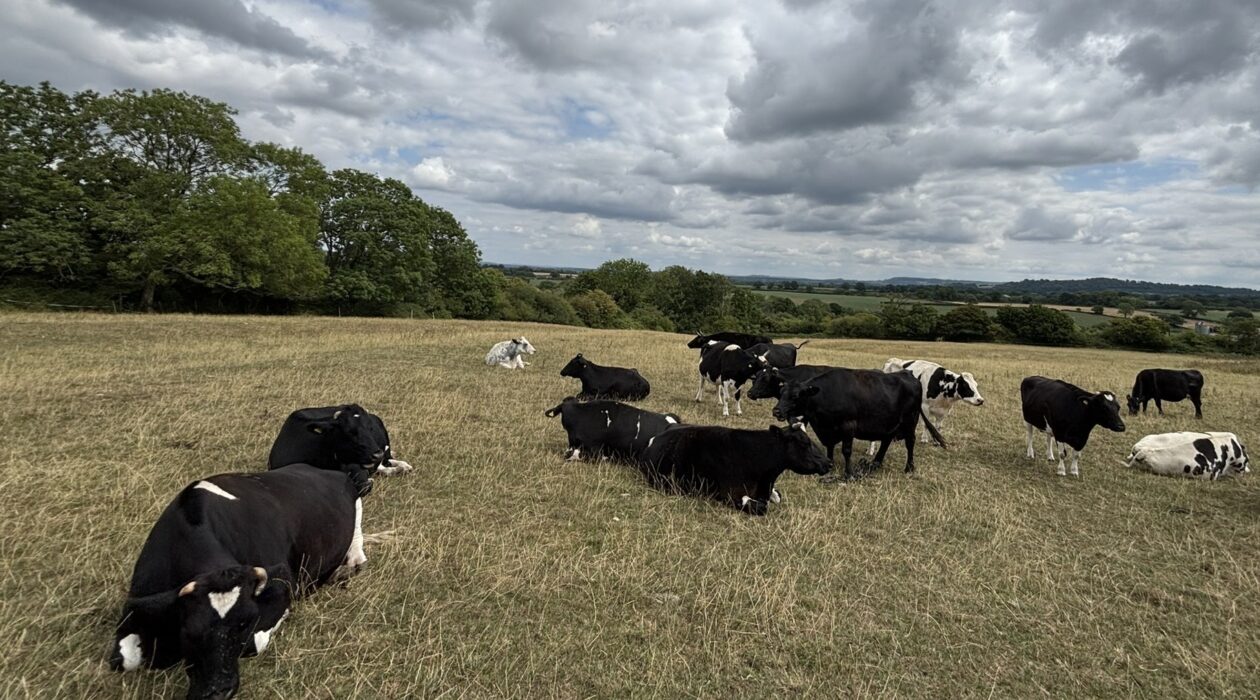 Liberty Farm cows (c) Rachel Janes v4