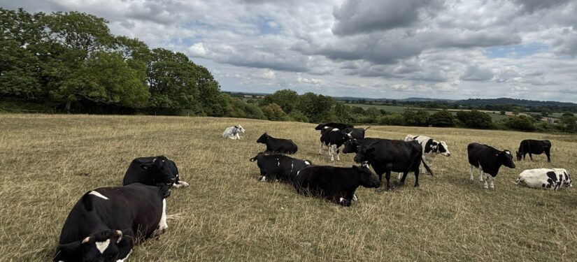 Liberty Farm cows (c) Rachel Janes